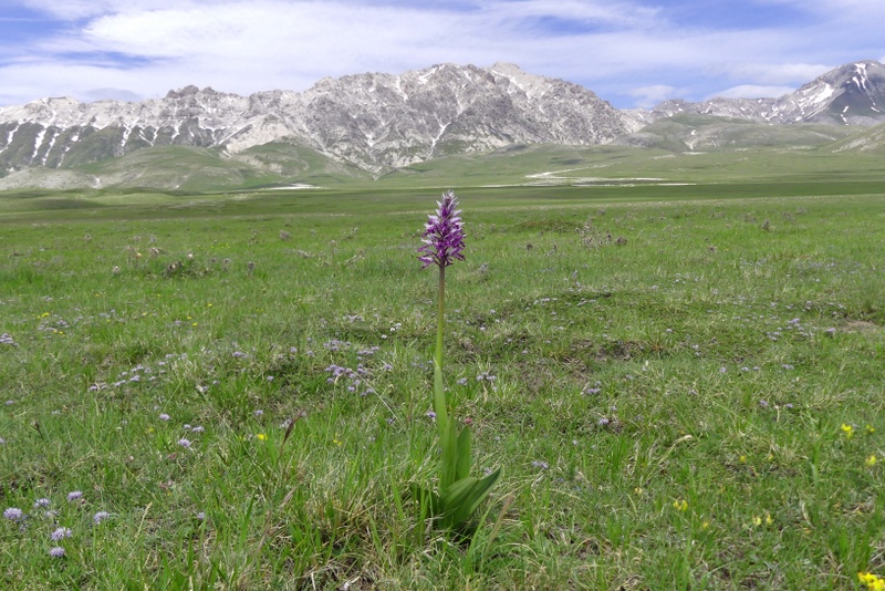 Orchis militaris, Orchis purpurea, Orchis x hybrida  Preappennino aquilano -  2022.